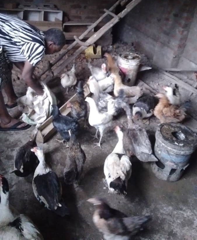 Mixed Farm for Ducks and Chickens