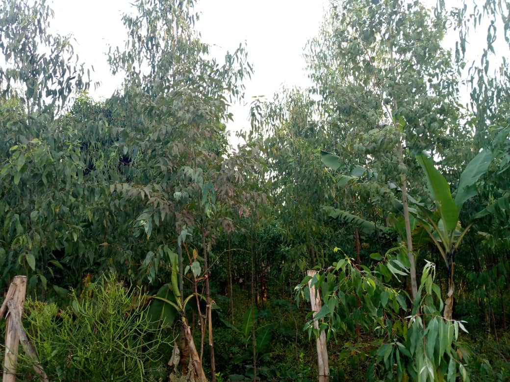 Agroforestry for Climate Preservation and Economic Empowerment